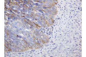 Image no. 2 for anti-CD99 (CD99) antibody (ABIN1497383) (CD99 抗体)