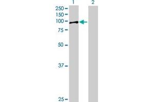 Western Blot analysis of ADARB1 expression in transfected 293T cell line by ADARB1 MaxPab polyclonal antibody.