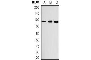 Western blot analysis of GASP2 expression in A549 (A), Raw264. (GPRASP2 抗体  (Center))