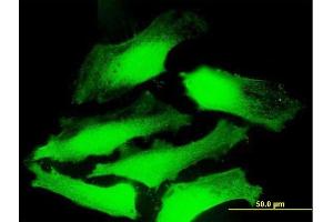Immunofluorescence (IF) image for anti-DnaJ (Hsp40) Homolog, Subfamily C, Member 5 (DNAJC5) (AA 1-198) antibody (ABIN529280)