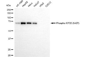 Western blotting analysis using phospho-KIF22 (S427) antibody (ABIN7799202). (Recombinant KIF22 抗体  (pSer427))