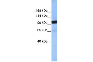 COPB1 antibody used at 1 ug/ml to detect target protein. (COPB1 抗体  (Middle Region))