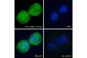 ABIN184672 Immunofluorescence analysis of paraformaldehyde fixed HepG2 cells, permeabilized with 0. (PTGS2 抗体  (C-Term))