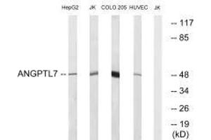 Western blot analysis of extracts from HepG2 cells, Jurkat cells, COLO cells and HUVEC cells, using ANGPTL7 antibody. (ANGPTL7 抗体  (C-Term))