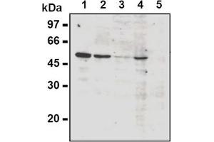 Western Blotting (WB) image for anti-Cyclin A2 (CCNA2) antibody (ABIN567779)