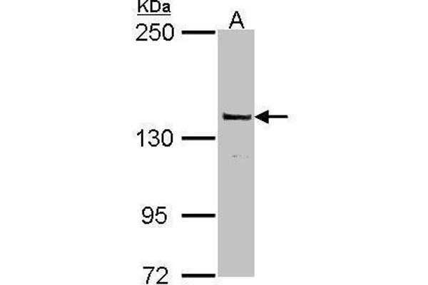 POLG 抗体  (C-Term)