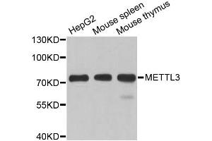 Western blot analysis of extracts of various cell lines, using METTL3 antibody (ABIN5974672) at 1/1000 dilution. (METTL3 抗体)
