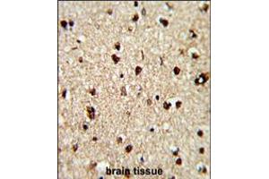 Formalin-fixed and paraffin-embedded human brain reacted with TECPR1 Antibody , which was peroxidase-conjugated to the secondary antibody, followed by DAB staining. (TECPR1 抗体  (C-Term))