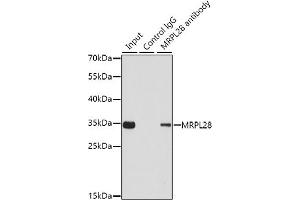 Immunoprecipitation analysis of 200 μg extracts of 293T cells using 1 μg MRPL28 antibody (ABIN6130560, ABIN6144010, ABIN6144011 and ABIN6221605). (MRPL28 抗体  (AA 1-256))