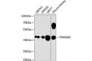 Western blot analysis of extracts of various cell lines using TMEM43 Polyclonal Antibody at dilution of 1:1000. (TMEM43 抗体)