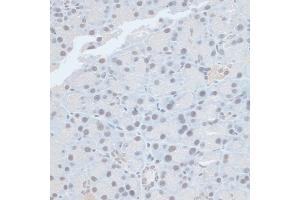 Immunohistochemistry of paraffin-embedded rat pancreas using ZNF581 antibody (ABIN6128960, ABIN6150520, ABIN6150521 and ABIN6217055) at dilution of 1:100 (40x lens). (ZNF581 抗体  (AA 1-90))