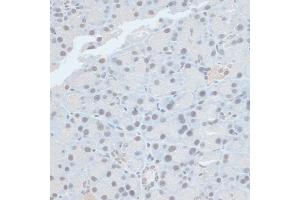 Immunohistochemistry of paraffin-embedded rat pancreas using ZNF581 antibody (ABIN6128960, ABIN6150520, ABIN6150521 and ABIN6217055) at dilution of 1:100 (40x lens). (ZNF581 抗体  (AA 1-90))