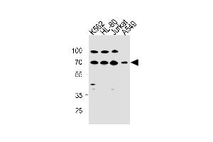 GABRQ Antibody (C-term) (ABIN1881359 and ABIN2843284) western blot analysis in K562,HL-60,Jurkat,A549 cell line lysates (35 μg/lane). (GABRQ 抗体  (AA 585-613))