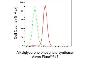 Flow cytometric analysis of Alkylglycerone phosphate synthase expression in HeLa cells using Alkylglycerone phosphate synthase antibody (ABIN7797582), 1:2,000). (Recombinant AGPS 抗体)