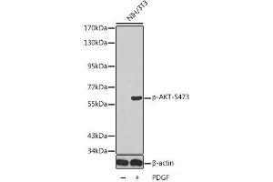 Western blot analysis of extracts from NIH/3T3 using Phospho-AKT(S473) Polyclonal Antibody. (AKT1 抗体  (pSer473))