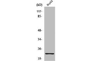 Western Blot analysis of HuvEc cells using Ribosomal Protein S9 Polyclonal Antibody (RPS9 抗体  (Internal Region))