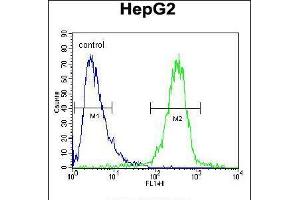 Flow cytometric analysis of HepG2 cells (right histogram) compared to a negative control cell (left histogram). (IGF2BP2 抗体  (C-Term))