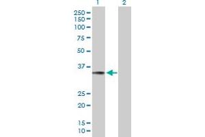 Western Blot analysis of TNFSF13B expression in transfected 293T cell line by TNFSF13B MaxPab polyclonal antibody.
