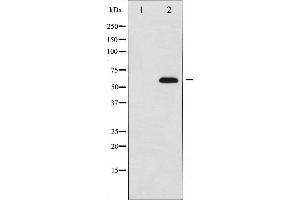 Western blot analysis of AFX expression in serum treated 293 whole cell lysates,The lane on the left is treated with the antigen-specific peptide. (FOXO4 抗体  (Internal Region))