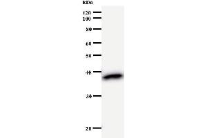 Western Blotting (WB) image for anti-Zinc Finger Protein 509 (ZBTB49) antibody (ABIN931073) (ZBTB49 抗体)