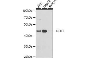 Western blot analysis of extracts of various cell lines, using NELFE antibody (ABIN6127279, ABIN6144527, ABIN6144529 and ABIN6222777) at 1:1000 dilution. (RDBP 抗体  (AA 1-280))