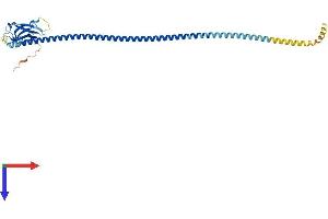 CALCOCO2 Protein (AA 1-331) (His tag)