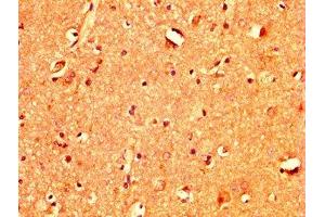 IHC image of ABIN7171314 diluted at 1:400 and staining in paraffin-embedded human brain tissue performed on a Leica BondTM system. (TBX3 抗体  (AA 297-479))