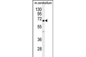 UGT8 antibody (Center) (ABIN655577 and ABIN2845071) western blot analysis in mouse cerebellum tissue lysates (35 μg/lane). (UGT8 抗体  (AA 366-393))