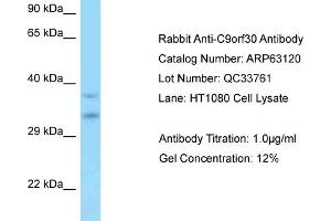 Western Blotting (WB) image for anti-Myb/SANT-Like DNA-Binding Domain Containing 3 (MSANTD3) (Middle Region) antibody (ABIN970265) (MSANTD3 抗体  (Middle Region))