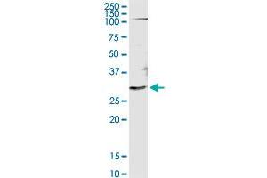 OLIG1 MaxPab rabbit polyclonal antibody. (OLIG1 抗体  (AA 1-255))