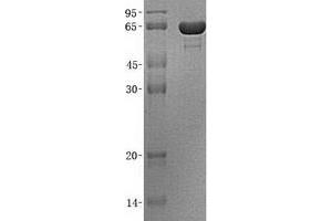 Validation with Western Blot (AIF Protein (Transcript Variant 4) (His tag))