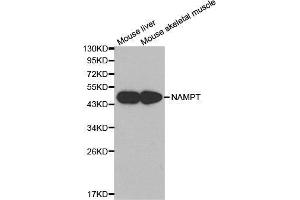 Western blot analysis of extracts of various cell lines, using NAMPT antibody. (NAMPT 抗体  (AA 1-280))
