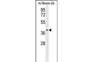 Western blot analysis in mouse Neuro-2a cell line lysates (35ug/lane). (CASC4 抗体  (C-Term))
