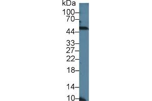 Western Blotting (WB) image for anti-Neuro-Oncological Ventral Antigen 1 (NOVA1) (AA 295-510) antibody (ABIN7444868)