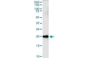 Immunoprecipitation of CEBPG transfected lysate using anti-CEBPG MaxPab rabbit polyclonal antibody and Protein A Magnetic Bead , and immunoblotted with CEBPG MaxPab mouse polyclonal antibody (B01) . (CEBPG 抗体  (AA 1-150))