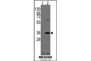 Western blot analysis of PHB2 using rabbit polyclonal PHB2 Antibody (Human C-term) using 293 cell lysates (2 ug/lane) either nontransfected (Lane 1) or transiently transfected with the PHB2 gene (Lane 2). (Prohibitin 2 抗体  (N-Term))