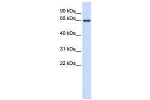 Western Blotting (WB) image for anti-Anti-Mullerian Hormone (AMH) antibody (ABIN2459731) (AMH 抗体)
