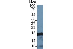 Western Blot; Sample: Human U2OS cell lysate; Primary Ab: 1µg/ml Rabbit Anti-Human HIST2H3A Antibody Second Ab: 0. (HIST2H3A 抗体  (AA 1-136))