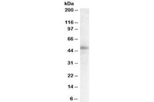 Western blot testing of human breast lysate with STAP2 antibody at 0. (STAP2 抗体)