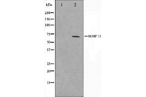 Western blot analysis on A549 cell lysate using MMP11 Antibody. (MMP11 抗体  (N-Term))