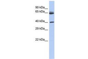 Image no. 1 for anti-Chimerin (Chimaerin) 2 (CHN2) (AA 71-120) antibody (ABIN6743598) (CHN2 抗体  (AA 71-120))