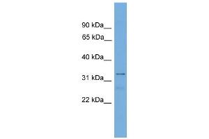 WB Suggested Anti-Tcea2 Antibody Titration:  0. (TCEA2 抗体  (Middle Region))