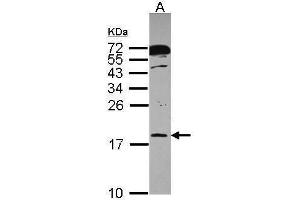 WB Image Sample (30 ug of whole cell lysate) A: A431 , 12% SDS PAGE antibody diluted at 1:1000 (POLR2H 抗体  (Center))