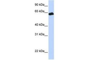 Image no. 1 for anti-Growth Hormone Receptor (GHR) (AA 36-85) antibody (ABIN6743242) (Growth Hormone Receptor 抗体  (AA 36-85))