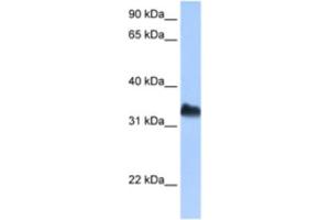 Western Blotting (WB) image for anti-Dead End Homolog 1 (DND1) antibody (ABIN2462364) (DND1 抗体)