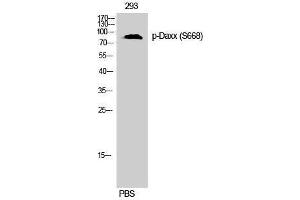 Western Blotting (WB) image for anti-Death-Domain Associated Protein (DAXX) (pSer668) antibody (ABIN3182511) (DAXX 抗体  (pSer668))