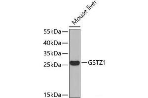 Western blot analysis of extracts of Mouse liver using GSTZ1 Polyclonal Antibody. (GSTZ1 抗体)