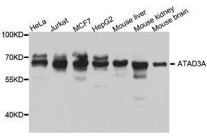 Western blot analysis of extracts of various cell lines, using ATAD3A antibody. (ATAD3A 抗体  (AA 1-240))