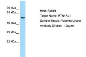 RTN4RL1 抗体  (AA 331-380)