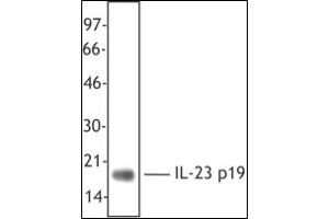 Western Blotting (WB) image for anti-Interleukin 23, alpha subunit p19 (IL23A) antibody (ABIN614363)